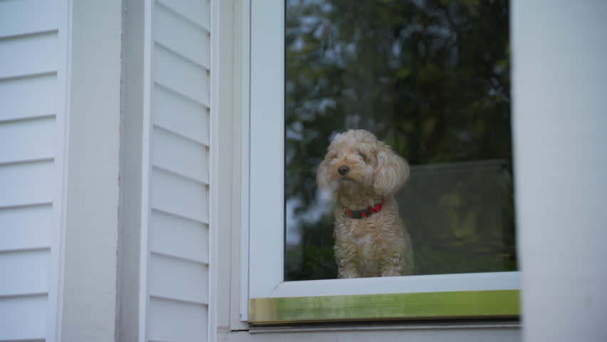 Goldendoodle dog pet sits behind the glass door and looking outside.
