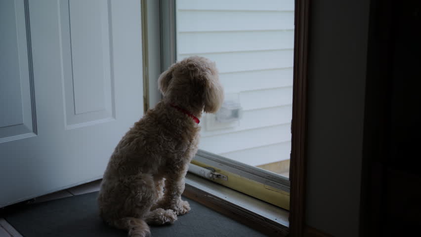Cute Goldendoodle dog pet sits near glass door and looking outside.