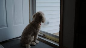 Cute Goldendoodle dog pet sits near glass door and looking outside. - Powered by Shutterstock - Get 15% off with code: PIKWIZARD15