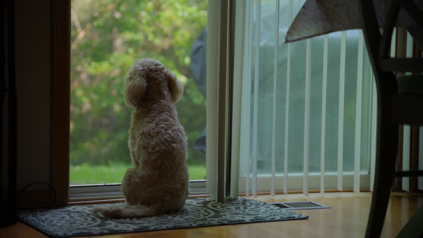 Goldendoodle dog pet sits in front of the glass door and looking outside.