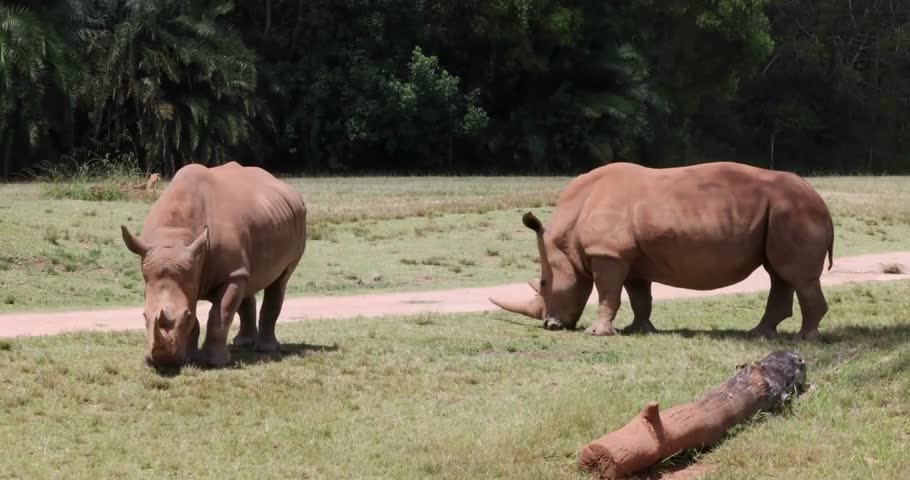 two white rhinos grazing on an open field