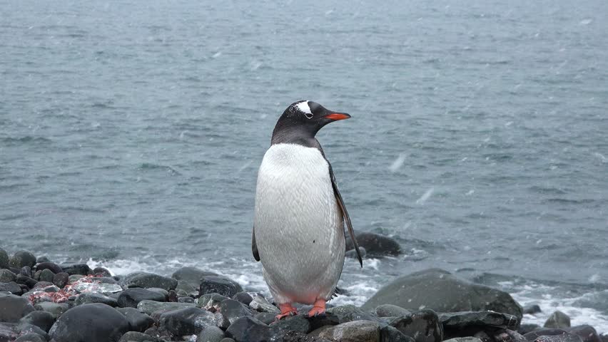 A gentoo penguin stands proudly on a rocky shoreline as snowflakes fall gently around it. The ocean waves crash softly in the background, creating a serene winter atmosphere.