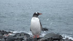A gentoo penguin stands proudly on a rocky shoreline as snowflakes fall gently around it. The ocean waves crash softly in the background, creating a serene winter atmosphere. - Powered by Shutterstock - Get 15% off with code: PIKWIZARD15