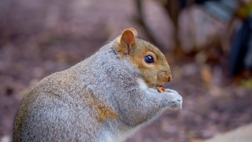 Squirrel is standing near an orange pumpkin and eating a pumpkin. Zoom view footage
