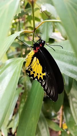 Slow-motion vertical video of a Common Birdwing butterfly perched on a plant branch, against a blurred background in a backyard garden. This species, scientifically named Troides helena, is a butterfies in the family Papilionidae, subfamily Papilioninae, and tribe Troidini.