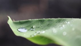 Water droplets on a banana leaf after a light morning shower  - Powered by Shutterstock - Get 15% off with code: PIKWIZARD15