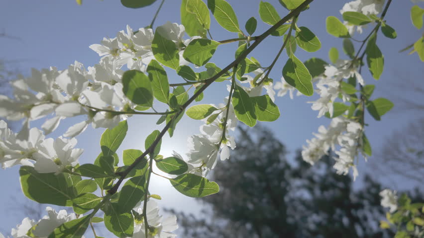 White flowers on blossoming Common Pearlbush, Exochorda racemosa with a bee flying nearby, against a blue sky on a sunny day, in backlight by the sun, close-up