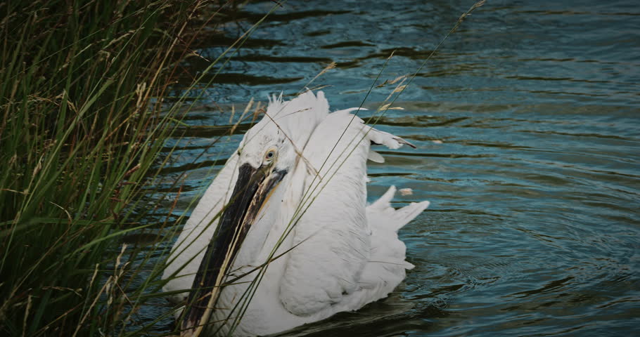 White pelican cathing fishes open beak while floating on a calm water surface. The details of the feathers and the serene setting capture the essence of wildlife and the beauty of nature