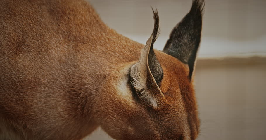 Focus on the caracal