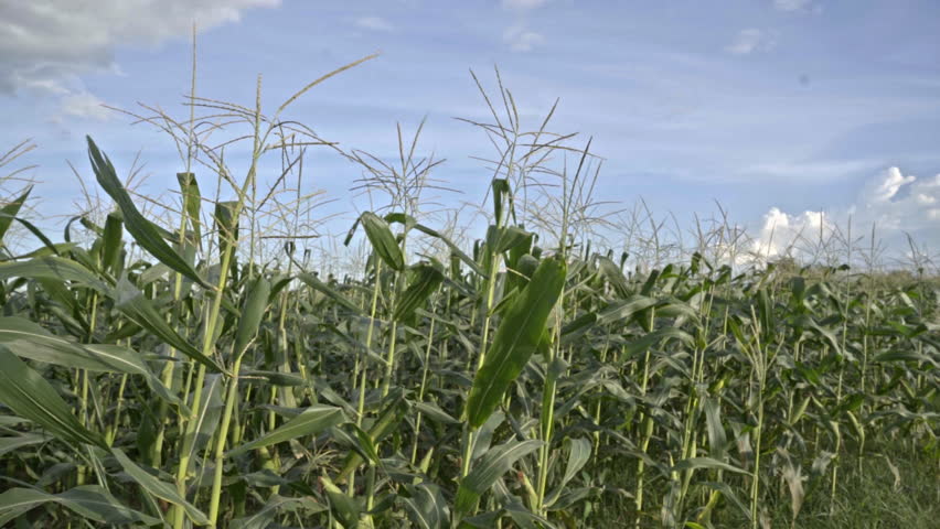 A vibrant green cornfield sways gently under a bright blue sky dotted with fluffy clouds, showcasing a picturesque summer landscape. Cornfield under Blue Sky