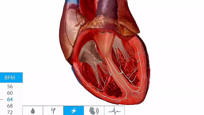 3D animation of the human heart’s electrical conduction system showing impulse flow and heartbeats.