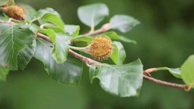 Beechnut on a branch of a beech tree, also Fagus sylvatica or beechnut - Powered by Shutterstock - Get 15% off with code: PIKWIZARD15