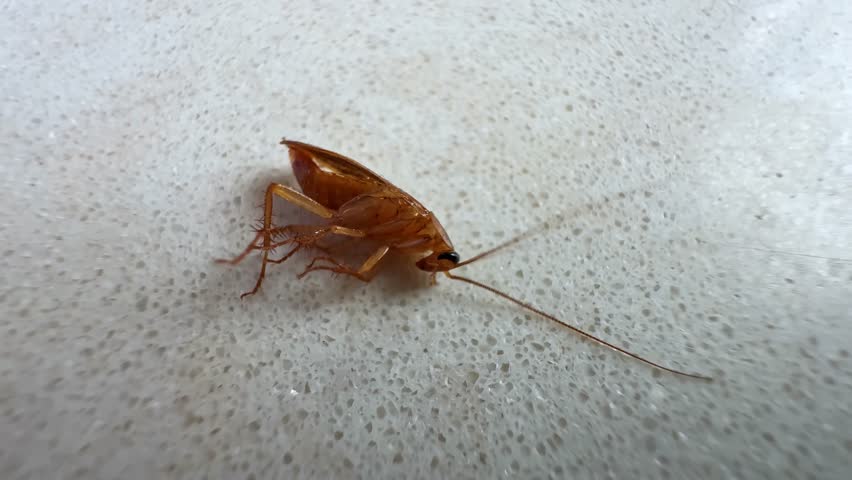 Cockroach dying slowly from poison on white textured surface inside.
