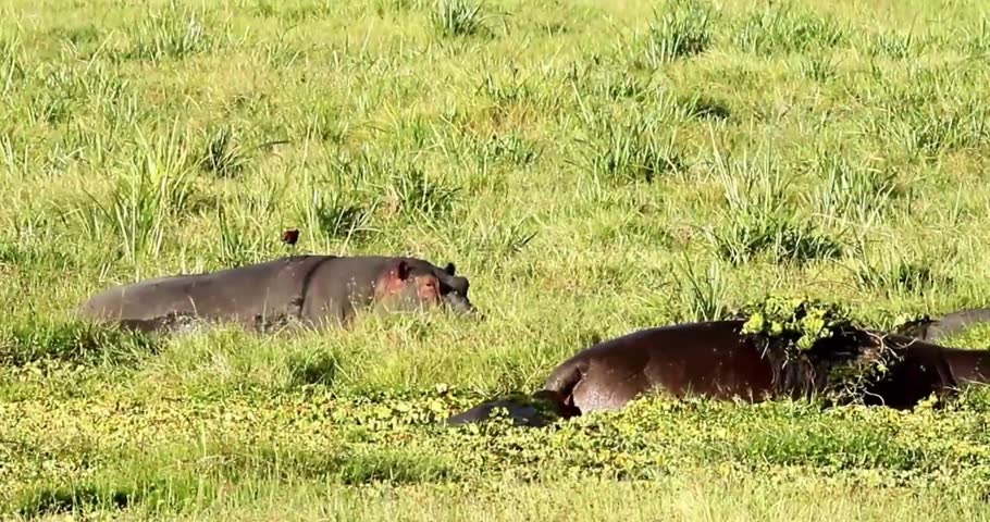 two hippos flirting with each other