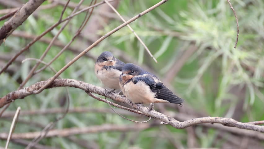 Three young barn swallow fledglings perch closely together on thin tree branches, resting quietly in a natural woodland setting. Their soft gray and white plumage and slightly puffed appearance highlight their juvenile stage as they remain still and alert.

The birds sit in a layered composition among intertwining branches, creating depth and texture against a softly blurred green background. Subtle movements and occasional head turns suggest awareness and early development as they prepare for independent flight.

This footage works well for themes of wildlife, growth, nature, and family behavior in animals. Ideal for educational, environmental, or peaceful outdoor storytelling.

Concepts include swallow, fledgling, juvenile, perching, branches, nature, wildlife, small songbird, trio, group, development, growth, spring, habitat, and calm scene.