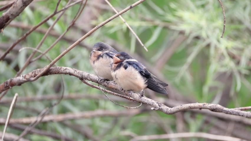 Three young barn swallow fledglings perch closely together on thin tree branches, resting quietly in a natural woodland setting. Their soft gray and white plumage and slightly puffed appearance highlight their juvenile stage as they remain still and alert.

The birds sit in a layered composition among intertwining branches, creating depth and texture against a softly blurred green background. Subtle movements and occasional head turns suggest awareness and early development as they prepare for independent flight.

This footage works well for themes of wildlife, growth, nature, and family behavior in animals. Ideal for educational, environmental, or peaceful outdoor storytelling.

Concepts include swallow, fledgling, juvenile, perching, branches, nature, wildlife, small songbird, trio, group, development, growth, spring, habitat, and calm scene.
