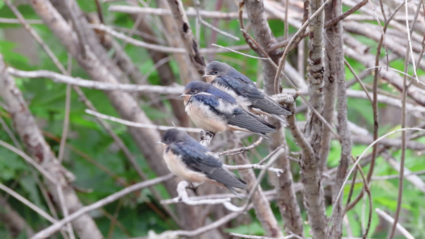 Three young barn swallow fledglings perch closely together on thin tree branches, resting quietly in a natural woodland setting. Their soft gray and white plumage and slightly puffed appearance highlight their juvenile stage as they remain still and alert.

The birds sit in a layered composition among intertwining branches, creating depth and texture against a softly blurred green background. Subtle movements and occasional head turns suggest awareness and early development as they prepare for independent flight.

This footage works well for themes of wildlife, growth, nature, and family behavior in animals. Ideal for educational, environmental, or peaceful outdoor storytelling.

Concepts include swallow, fledgling, juvenile, perching, branches, nature, wildlife, small songbird, trio, group, development, growth, spring, habitat, and calm scene.