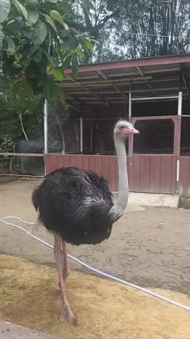 The ostrich is the world