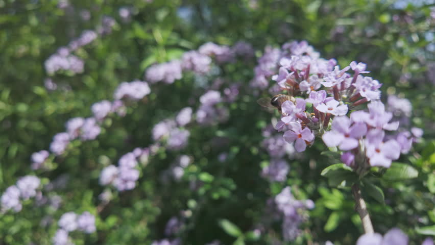 Honey bee collecting nectar on graceful pendent racemes of scented lilac flowers of Alternate-leaved butterfly-bush, Buddleja alternifolia