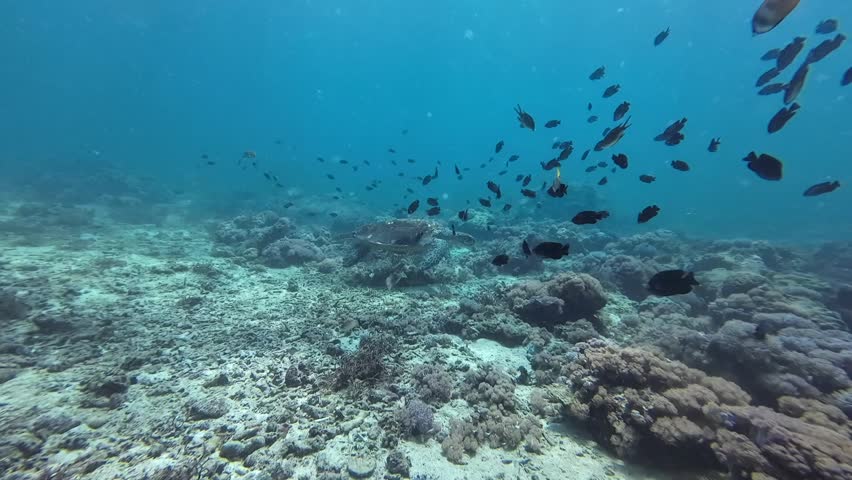 A sea turtle swims above the seabed among tropical fish. A sea turtle swims above a coral reef through a school of small tropical fish.
