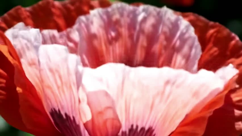 Shutterstock Video