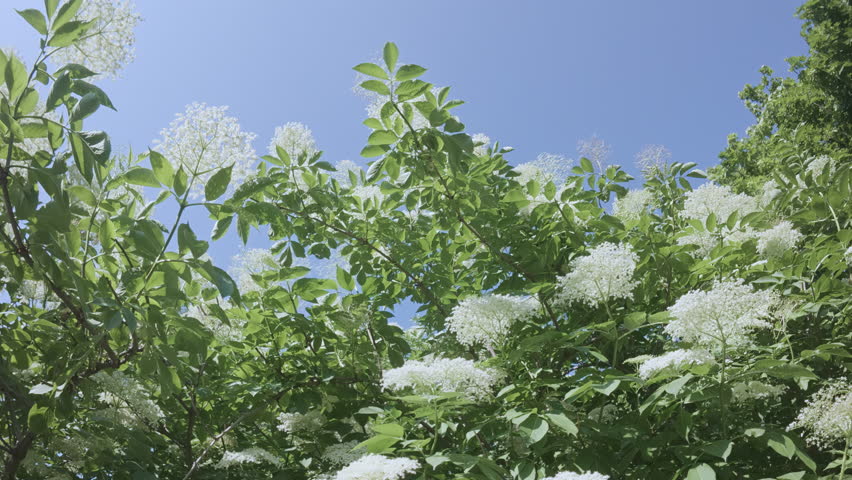 Flight back from the treetop of a blooming American black elderberry (Sambucus canadensis) flying between branches covered with white flowers against a blue sky on a sunny day