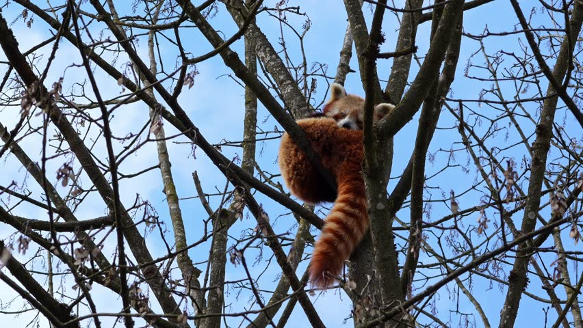 The red panda, Ailurus fulgens, also called the lesser panda and the red cat-bear sitting on a tree.