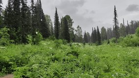 A lush green forest landscape with tall trees and a field of wildflowers under a cloudy sky. - Powered by Shutterstock - Get 15% off with code: PIKWIZARD15