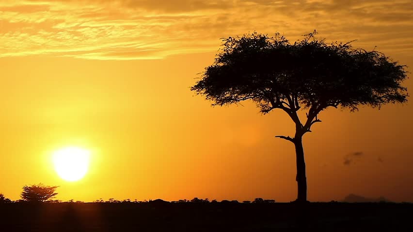 Wildebeest silhouetted against sunrise in the Masai Mara Game Reserve.