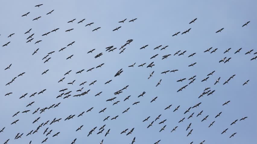 A large group of common cranes migrating to Africa in October circling in the blue autumn sky in France