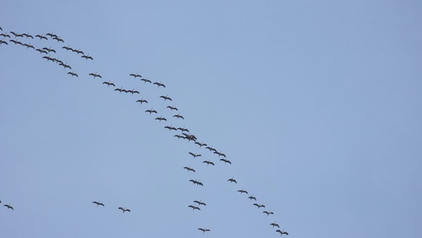 A large group of common cranes migrating to Africa in October circling in the blue autumn sky in France