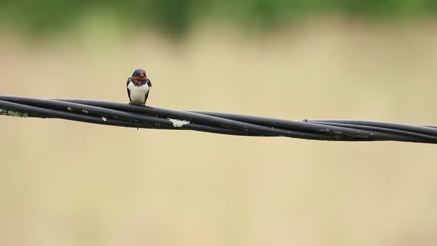 A barn swallow perched on an electric cable, with a blurred natural background, takes off.