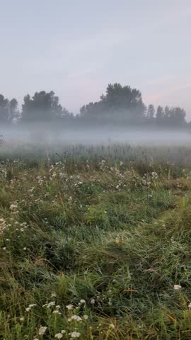 Golden morning fog embraces wildflowers at sunrise in harmony.