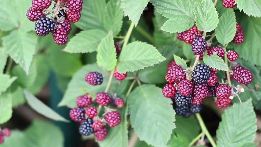 Close-up of ripe and unripe blackberries growing on blackberry bush, showing a vibrant transition from red to deep black as they reach full ripeness,