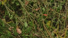 Outdoor scene of white spooky looking skeleton figure, decorated for Halloween in the tree branches and bushes. Skeleton puppet for Halloween display at the farm. - Powered by Shutterstock - Get 15% off with code: PIKWIZARD15