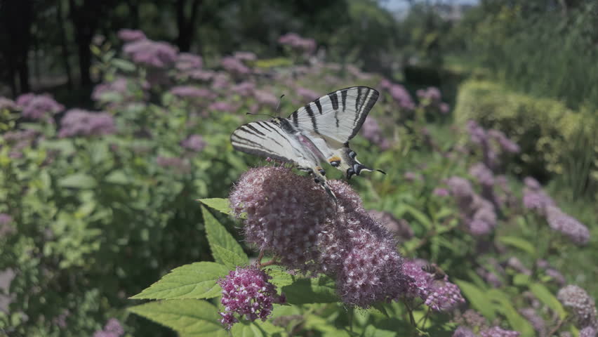 Scarce Swallowtail butterfly (Iphiclides podalirius) sits on flower with its wings spread and collecting nectar from rosy-pink Japanese meadowsweet (Spiraea japonica), with honey bees flying around.
