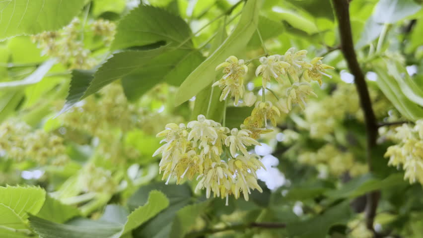 Flowers of blooming a American basswood, also known as an American linden (Tilia americana), close-up