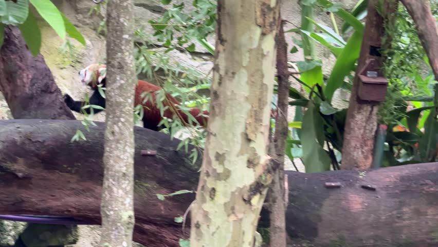 Cute Red Panda in the Trees