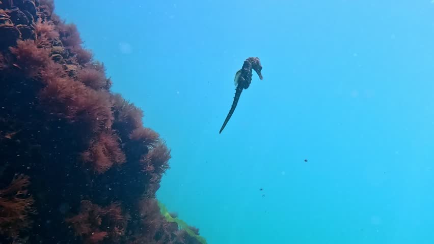 Long-snouted seahorse Hippocampus hippocampus swims in the water column in the Black Sea
