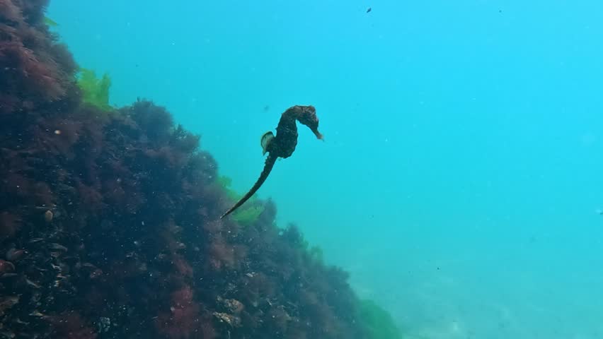 Long-snouted seahorse Hippocampus hippocampus swims in the water column in the Black Sea