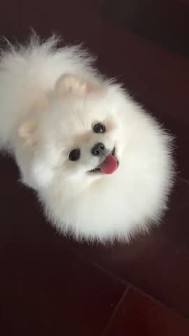 Adorable Fluffy Pomeranian Puppy Close Up.