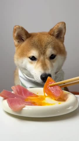 Shiba Inu Eating With Chopsticks.
