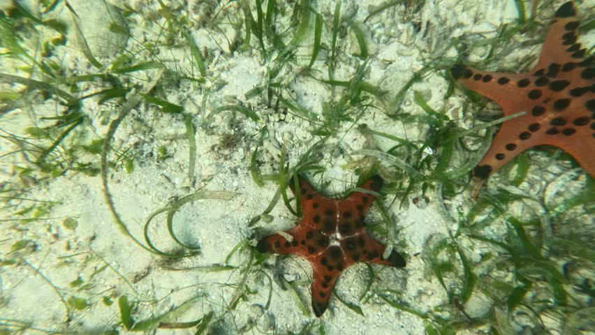 Spotted sea star among green algae and seagrass in tropical shallow waters