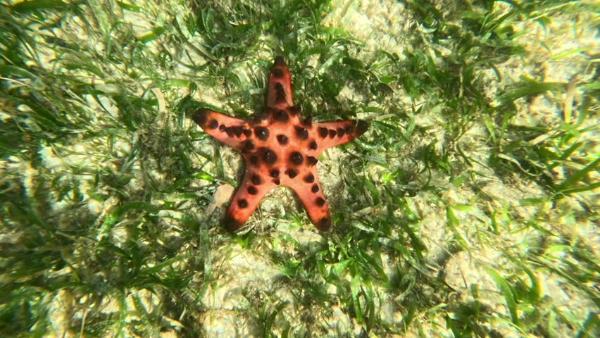Top view of chocolate chip sea star lying motionless on green seagrass