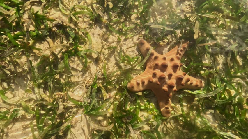Top view of chocolate chip starfish resting on sandy seabed among green seagrass