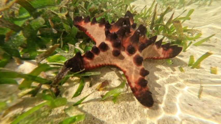 Spotted tropical starfish on sand surrounded by seagrass in clear shallow water