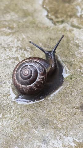 Spiral shell snail in natural environment.