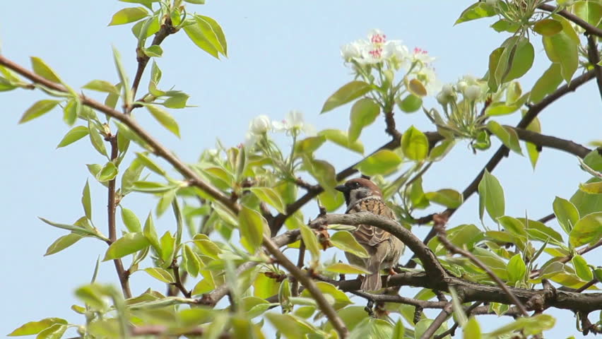 Brown colored bird sitting on freshly blossomed tree