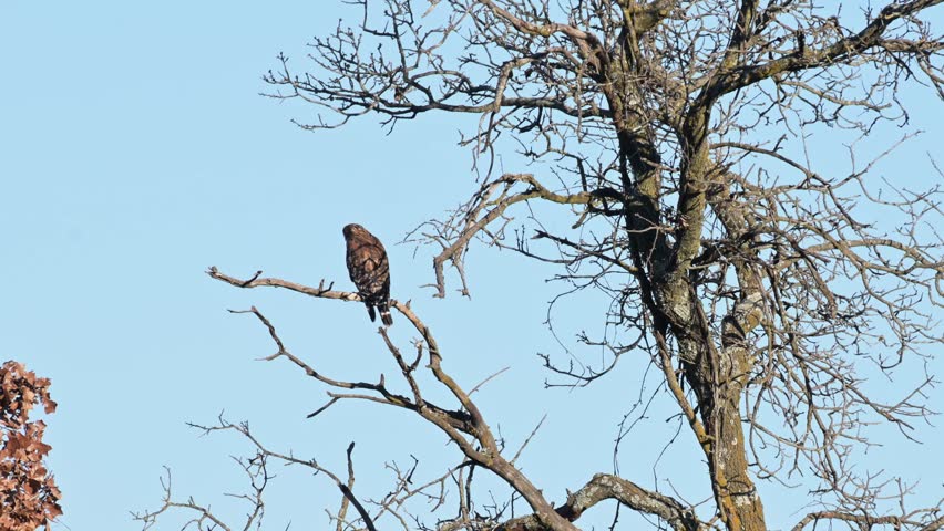 Red-shouldered hawk sitting in a tree on a windy winter day, preening