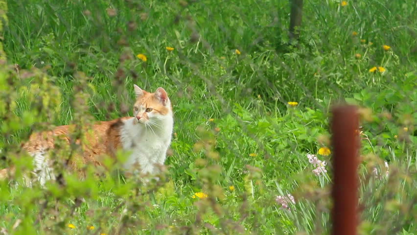 Wild cat moving through green grass inside of home garden